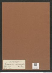 Biddulphia ? imperialis Walker (de-Toni-Nr.: Genus 123, Species 3494) Zeichnungen Sammlung Grunow Mappe 03686 (Herbarium_W_Grunow_drawings_Folder_03686)